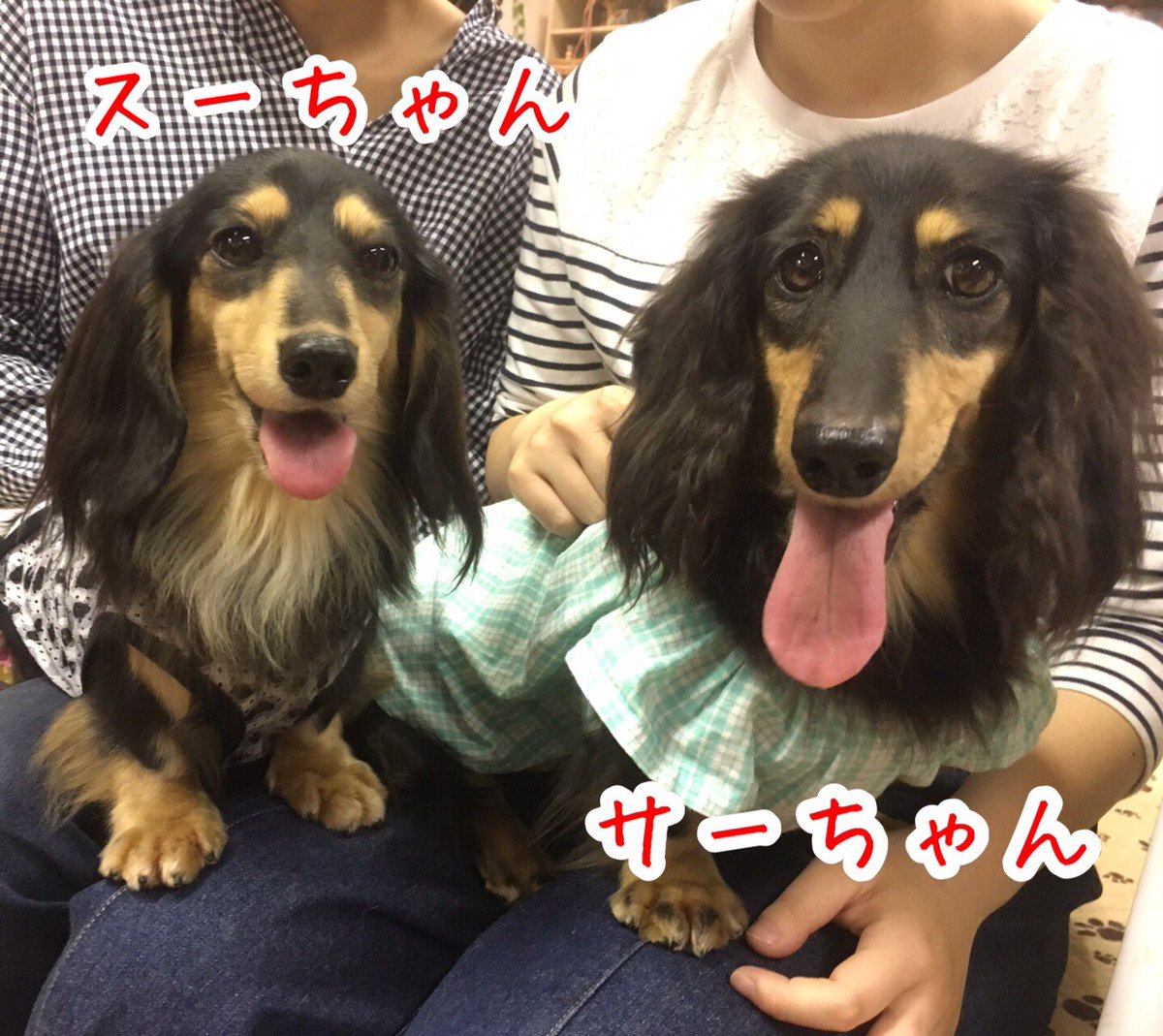 【運命の赤い糸見～つけた💓ダックスのサーちゃん💕＆スーちゃん💕】2019,10,27